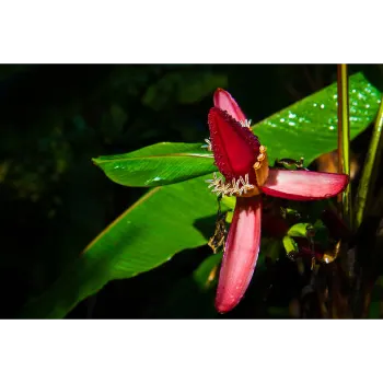 Red Banana Flower